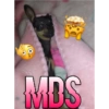 Cachorrinha Chanel 10