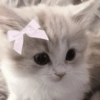 🤗💞 Gatos Tiernos 💞🤗 14