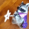 ANIMALITOS ♥️🦝 9