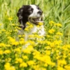 🌻 Flores amarillas 💐perros 2🐕 8