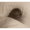Monkey Stickers 1 14