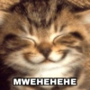 Kucing Gemoy 12