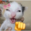 Kitty cat 23