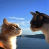 Gatitos Reacciones ☺️😌 7