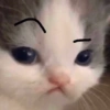 Kitty cat 7