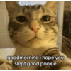 Catscatacats9 19