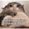 Gatos Raros😼🎩 10
