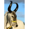 Corno meme  13