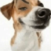 Cachorro meme 14