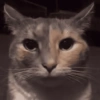Gatitos. | @ocenferios  Haki. 8