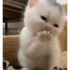 Kitty cat 17