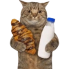 Kucing lucu cat cute 14