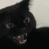 Memes Random Pa'l chat 🤣 20