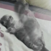 🤓 GATOOOZ !!¡¡😺🗯️ㅤㅤ 30