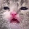 Kucing imut 2 30
