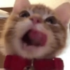 Gatitos. | @ocenferios  Haki. 14