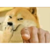 Meme anjing 11