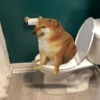 Doggo 18