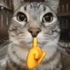 🐱🐈 GATITOS 🐈🐱 11
