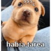 Animaleitos gracioso😸 12