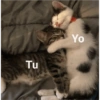Gatitos amorosos 😺💘🥰 14
