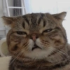 Twitter Reaction Pack V4 9