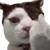 Meme Kucing  13