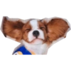 Perritos mal recortados 10