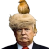 Trump  12