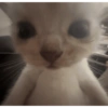 Sad cat 2 21