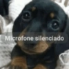 Cachorro meme 5