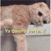 Gatitos amorosos 😺💘🥰 7
