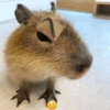 CAPYBARA ♥️🌻 28
