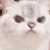 Meme kucing / cat 17
