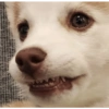 Zelda, the Husky 7