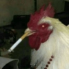 GALINHAS REAÇÕES  9