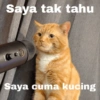 Cat meme 9