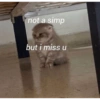 Catscatacats9 11