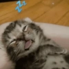 Kucing imut 2 15