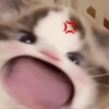 Kucing imut 2 9