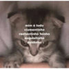 Memes de gatinhos 13