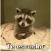 Animaleitos gracioso😸 9