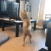 Cat meme 21