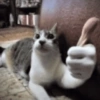 Gatitos. | @ocenferios  Haki. 17