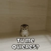 Michitos pal chat🐱🩷 8