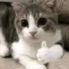 GATINHOS  12