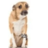 Peki