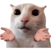 Gatitos para el chat 🫪 17