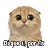 Di que sí, por fis