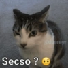 Animaleitos gracioso😸 15